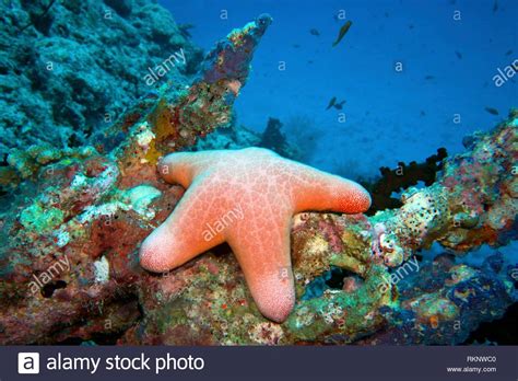  Dactylocalyx!  A Vibrant Cushion Starfish That Lives in Coral Reef Environments and Engulfs Its Prey Whole.