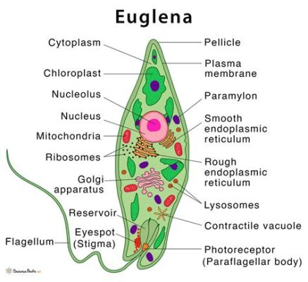  Euglena: Con Quái Vật Đa Nhân Cá Chẳng Bao Giờ Bị Ối