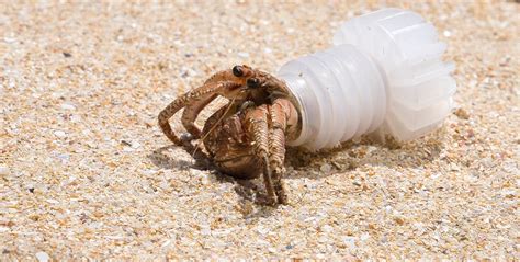  Hermit Crab: A Shell-Dwelling Master of Disguise with a Unique Approach to Housing