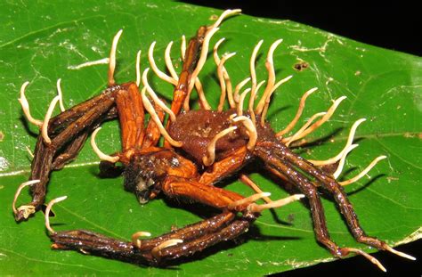  Ophiocordyceps unilateralis: A Master Puppeteer Hiding In Plain Sight!