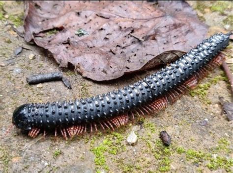  Quilling Millipede: The Tiny Armored Tank That Rolls Into Balls!