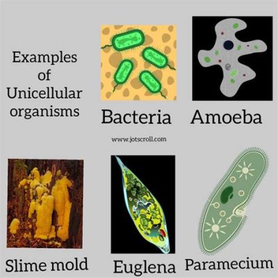  Rusitella! A Single-Celled Wonder That Defies Expectations Through Its Ever-Changing Form