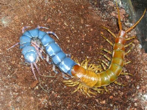  Scolopendra:  A Masterful Hunter Disguised As A Gentle Giant With Many Legs!