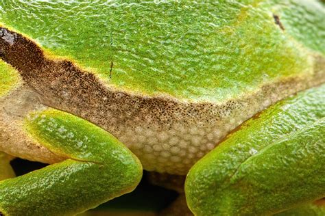  Thtree-Eyed Frog! A Curious Amphibian With Skin as Unique as its Name