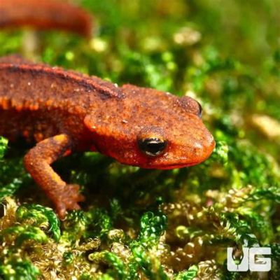  Warty Newt: A Slithery Survivor Sporting Spotty Skin, Unearthing Secrets in Muddy Retreats!