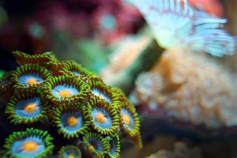  Zoanthid: Một Loài San Hô Có Thể Tỏa Sáng Như Lửa VÀ Bắt Mồi Như Côn Tr청!