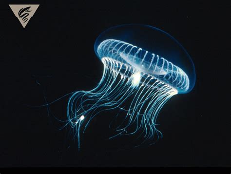  Aequorea victoria:  A Bioluminescent Marvel with Tentacles That Glow in the Dark!