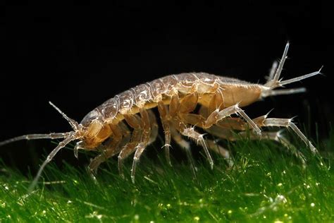  Asellus! This Tiny Crustacean Lives a Surprisingly Exciting Life Beneath the Surface