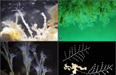  Bougainvillia: A Magnificent Hydrozoan Colony That Dances With the Tides!