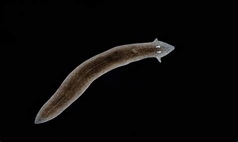  Con Cacing Planaria Lột Da Này Có Thực Sự Là Vua Chuyển Hình Không?