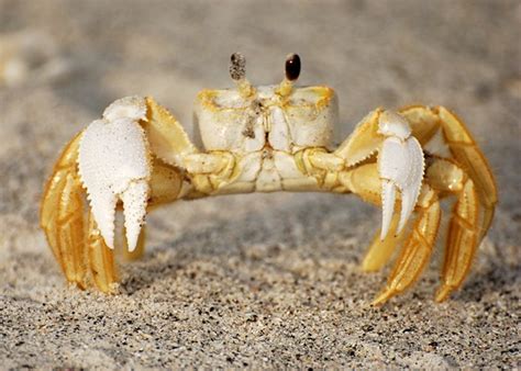  Ghost Crab -  Creatures of the Shifting Sands Who Dance Under Moonlight!