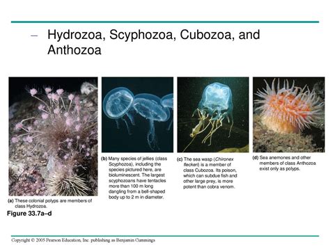  Kirbya! These Tiny Colonial Hydrozoans Can Teach Us About Symbiosis and Regeneration