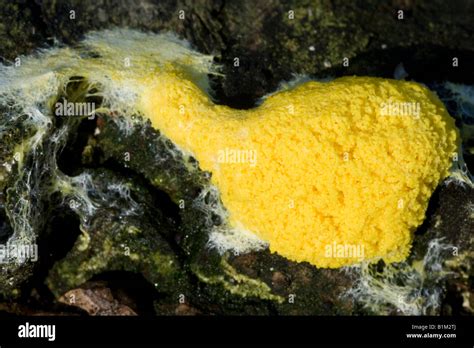  Myxomycete: Unveiling the Secrets of This Colorful, Slimy Networker