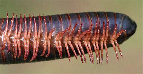  Odontostomum!  This Millipede Might Just Be Your New Best Friend With A Thousand Legs