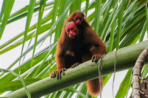  Uakari: Lovable Primate With Fiery Facial Features That Swing Through Amazonian Canopies!