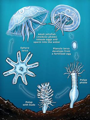  Wirbelloides: This Jellyfish-Like Hydrozoan Has A Fascinating Life Cycle That Will Leave You In Awe!