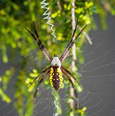  Yellow Garden Spider: A Master Weaver Balancing Delicate Beauty with Deadly Prowess!