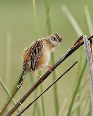  Zitting Cisticola: Nhỏ bé nhưng giọng ca lại vang xa như một bản nhạc đồng quê!