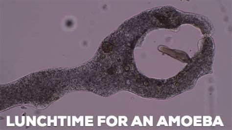  Zoomovore: This Tiny Amoeboid Predator Will Leave You Staring in Amazement!